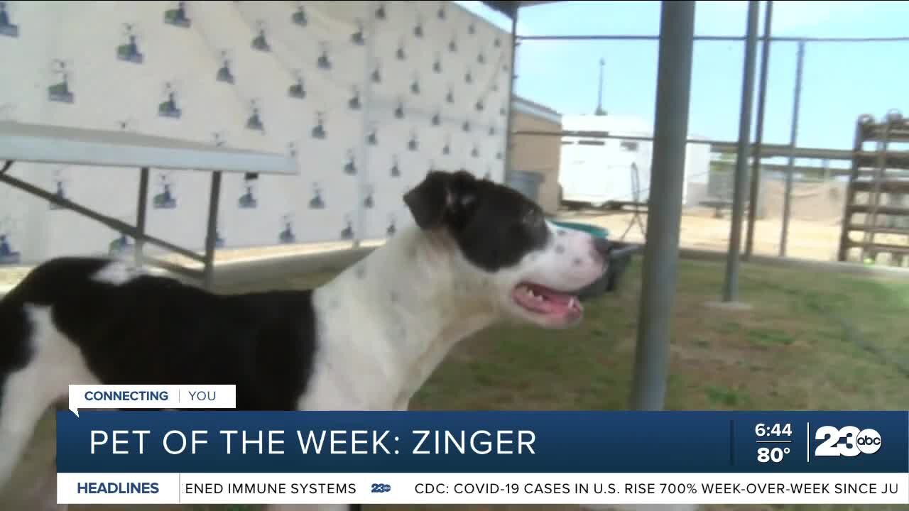 Pet of the week: Zinger