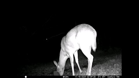 Deer Cam 11-18-2024