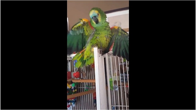 Amazon parrot plays peek-a-boo with owner