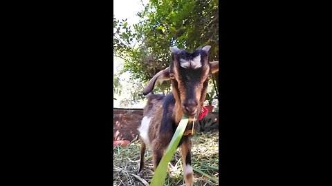 Funny goat eating food😂