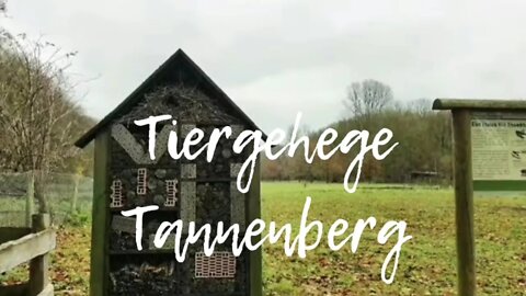 Autumn Falls 🍂.Tiergehege Tannenberg. Kiel,Germany. টিয়ারগেহেগে টেনেনবার্গ।কিএল,জার্মানি।