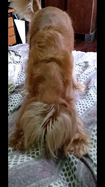 dogs, animal,cute, animals, pet, dogshow