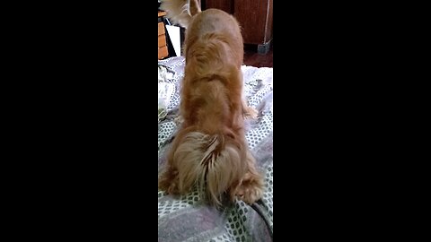 dogs, animal,cute, animals, pet, dogshow
