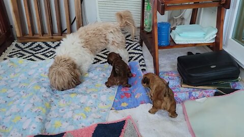 M Litter - Freedom Time & A Real Meal