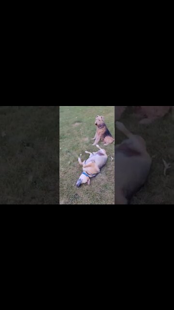 City Dogs Reaction to Homestead Grass