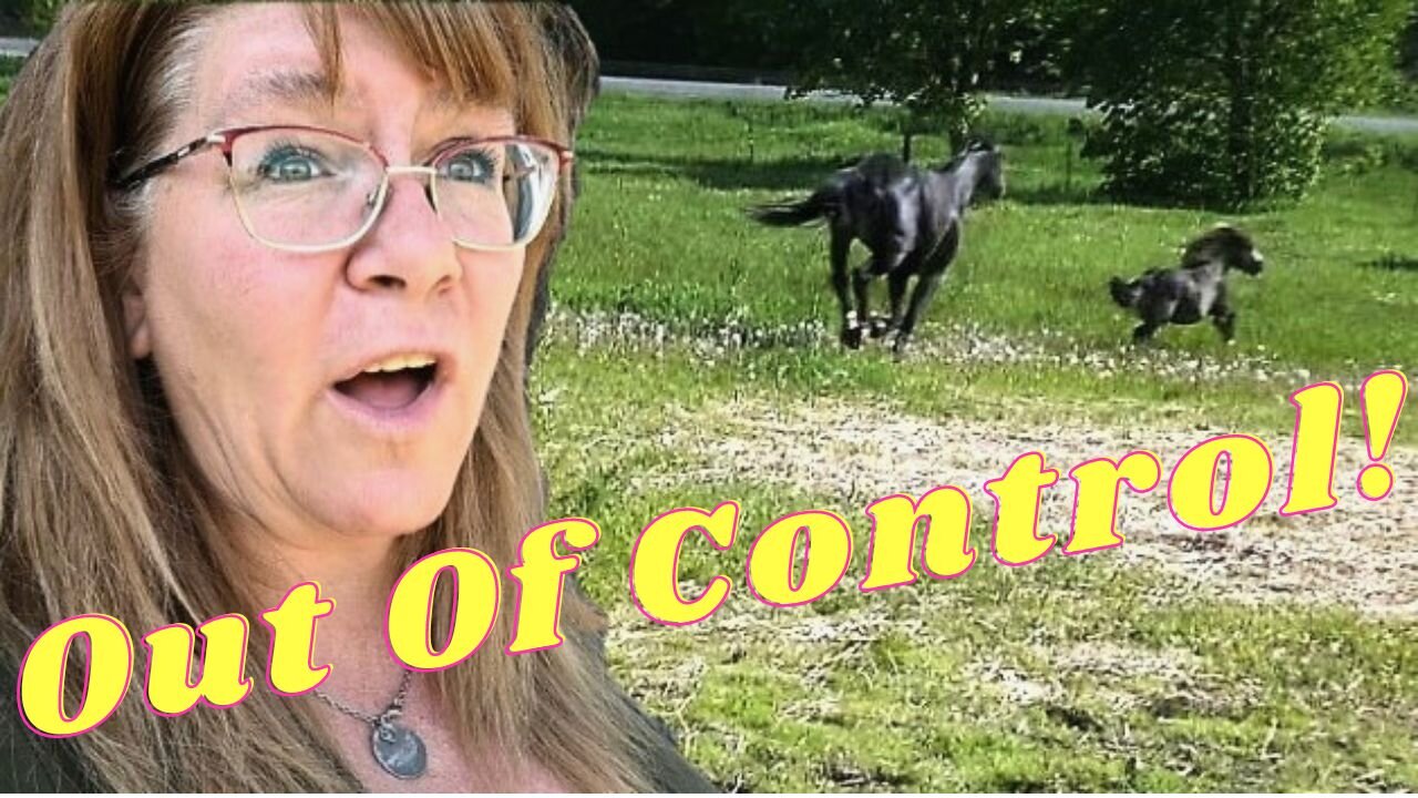 Horse Goes On A Rampage!