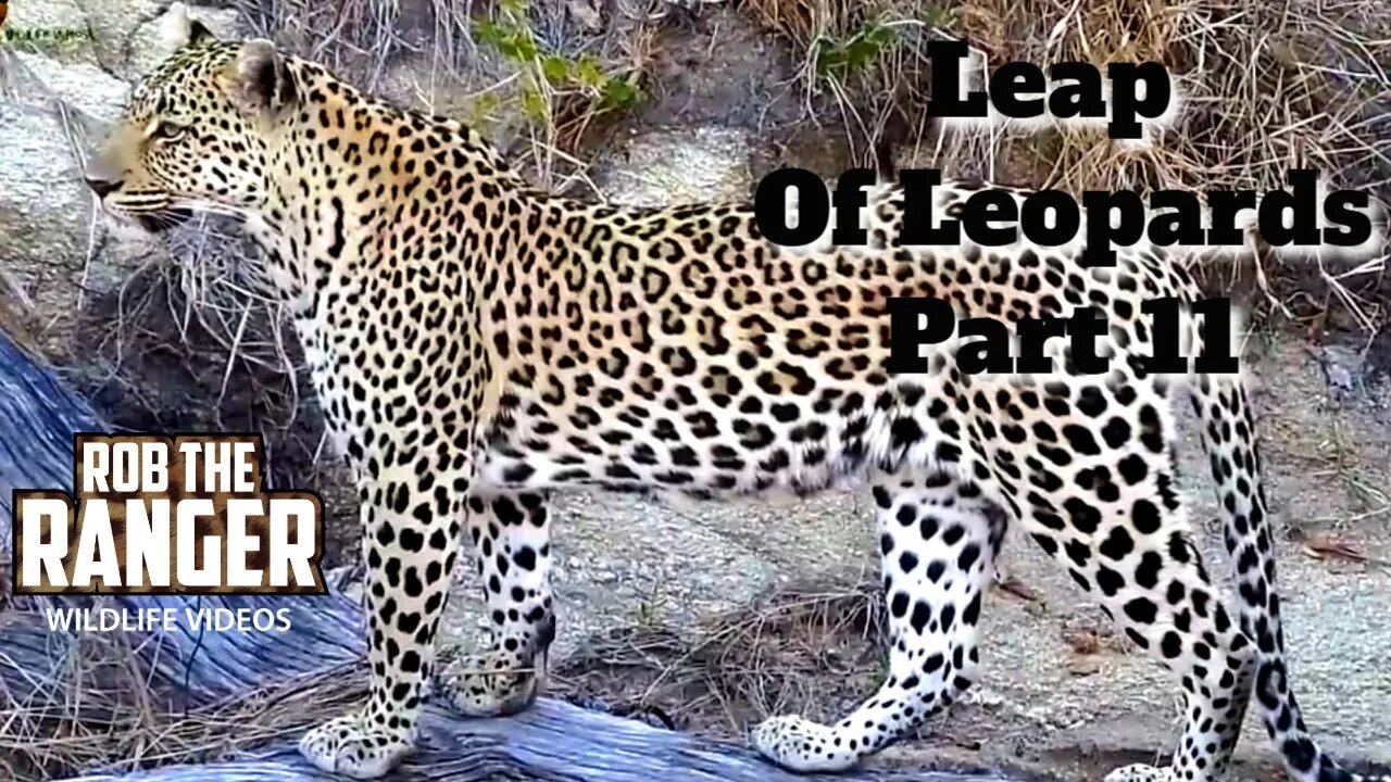 Leap Of Leopards: Mother And Cubs (11): On The Move