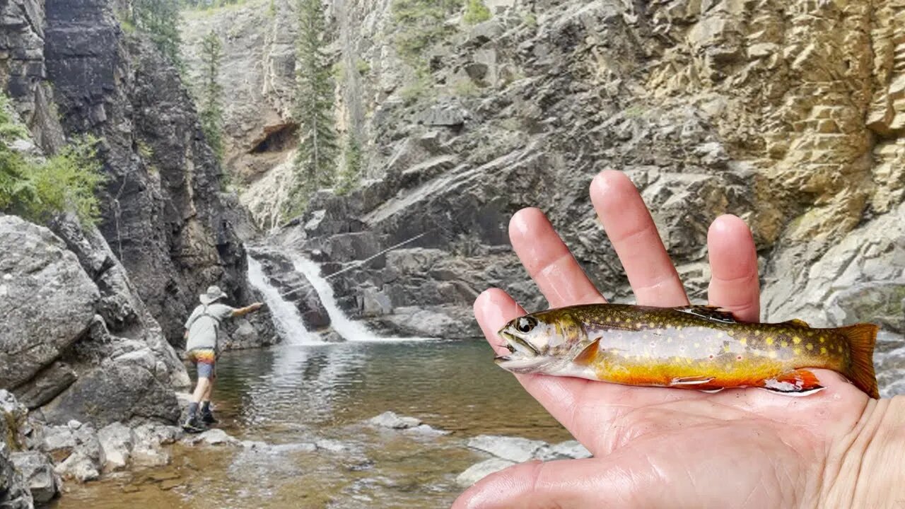 Fly Fishing with Famous Youtubers at a Remote Stream in Colorado