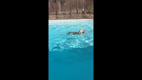 Doggie Swim Time