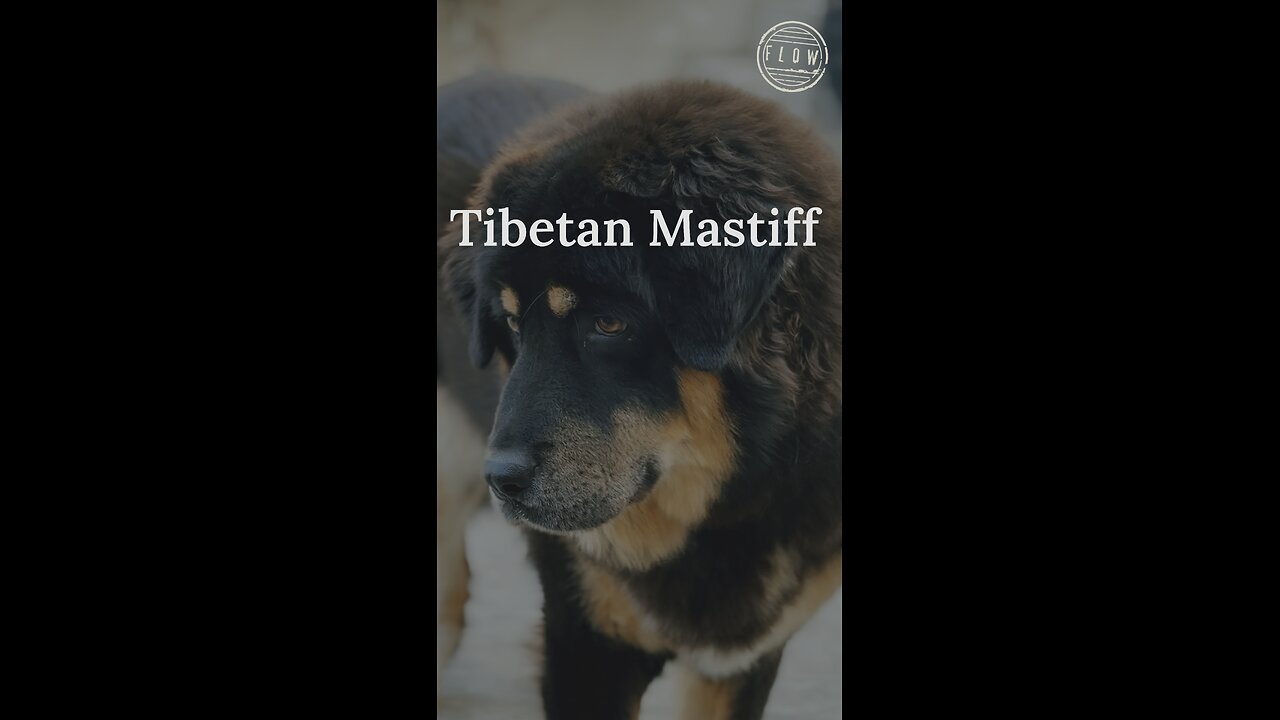 Tibetan mastiff