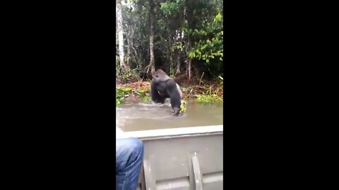 Mischievous Gorilla