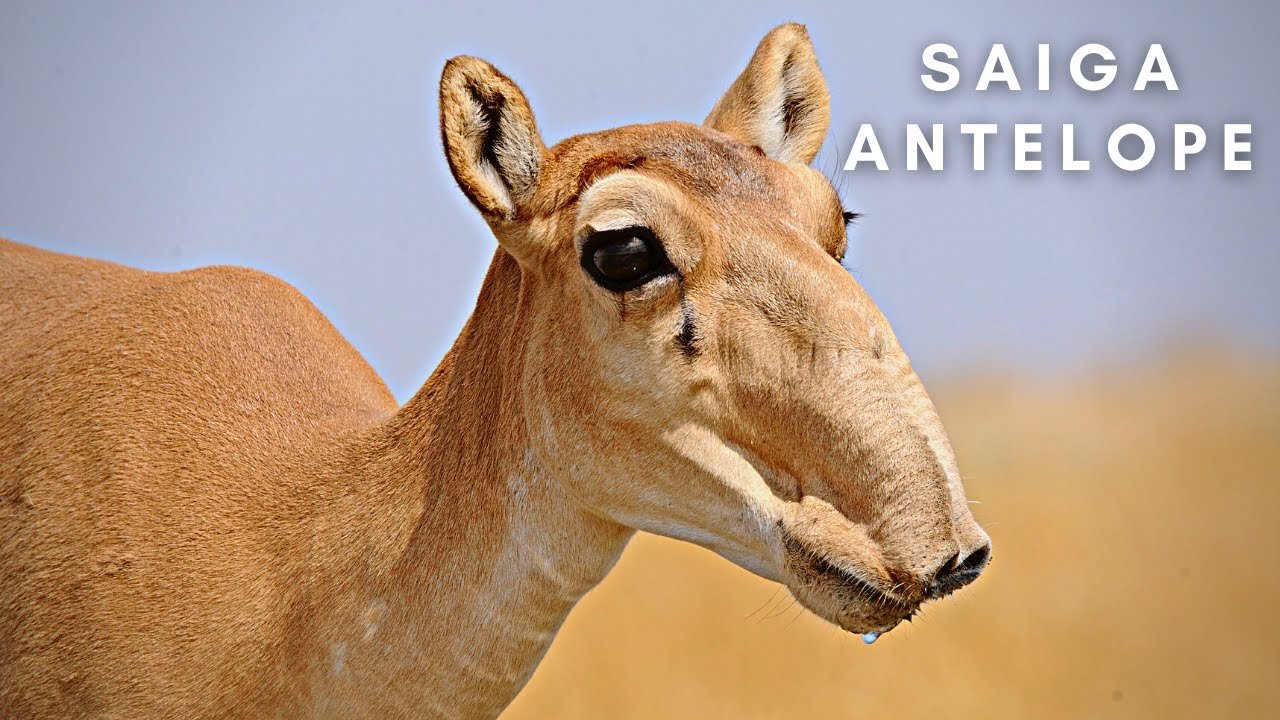 The Saiga Antelope | Stock Videos | Animals | Endangered | No Copyright Footage