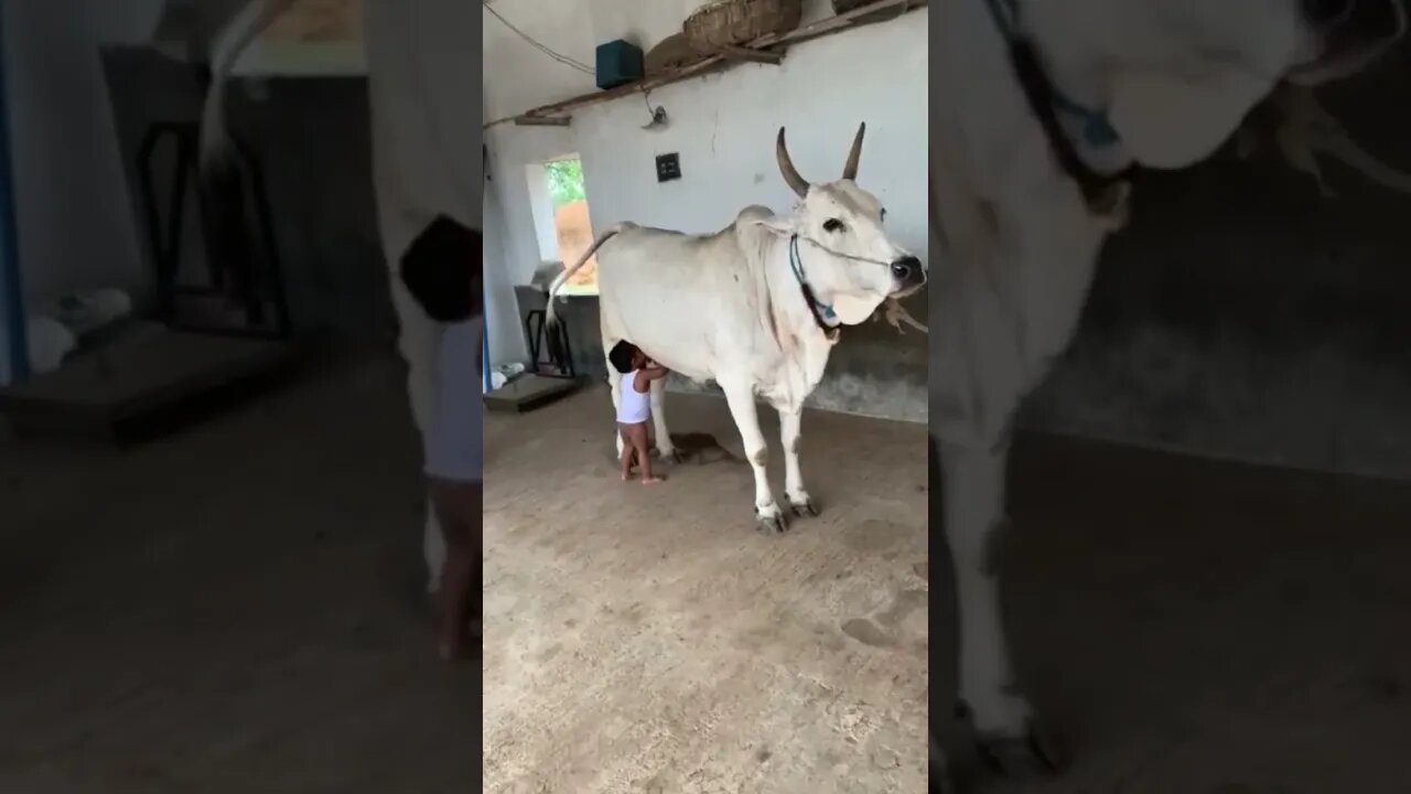 A child trying to drink cow milk and playing with the cow,#shorts,#cow,#child,#gowmatha,#animallover