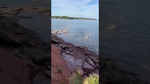 Looking off a cliff on PEI