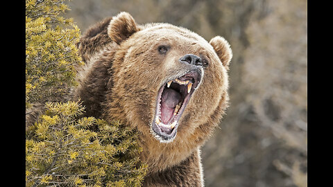 Grizzly bear ripped off a hunter's face.