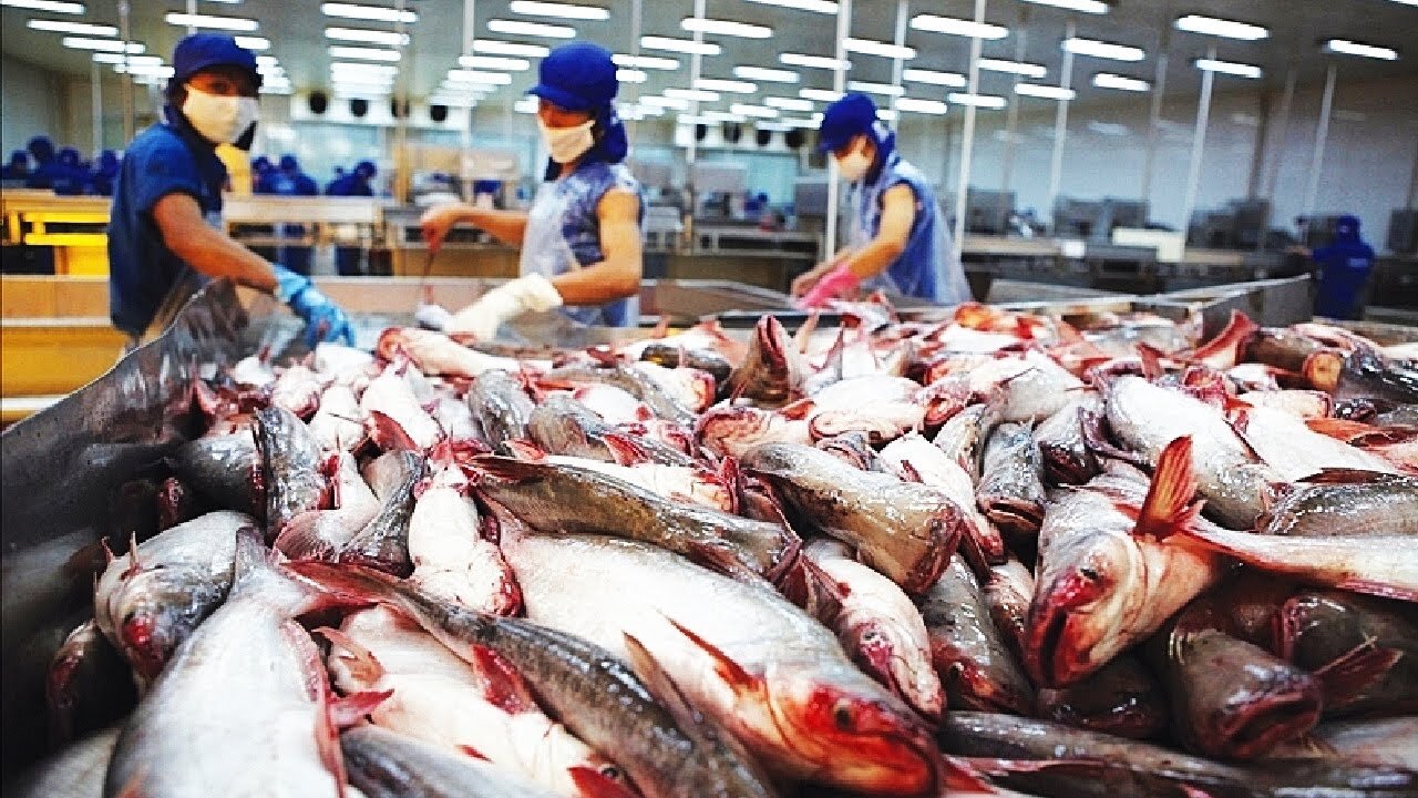 Modern catfish farming and harvesting - Catfish Processing in factory - Catfish aquaculture