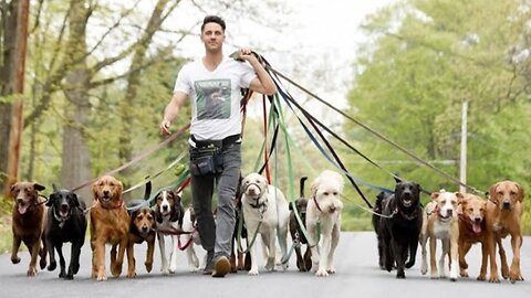 Dog Walk in Forest