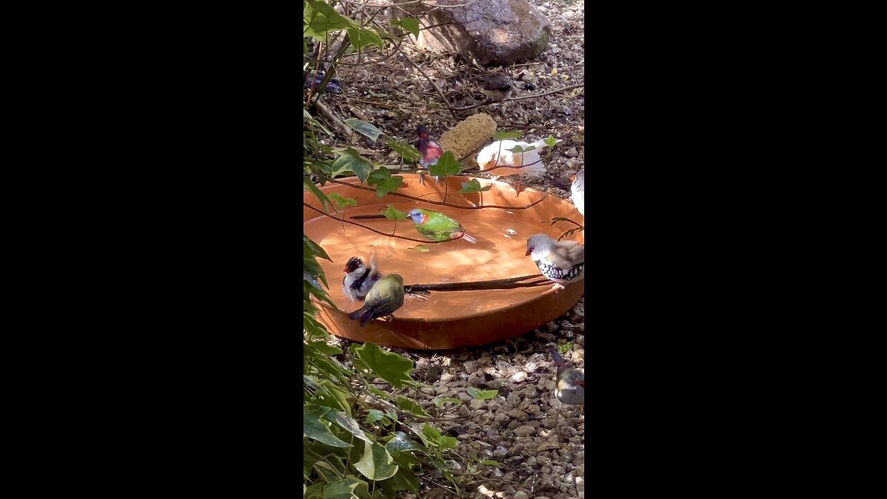 Finches, softbills and canary birds bathing and enjoying life🤩☀️ #nature #bird #birds #animals