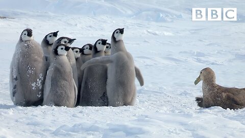 Penguin chicks rescued by unlikely hero