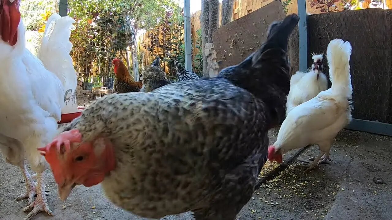 Backyard Chickens Pecking Scratching Activity Sounds Noises Hens Clucking Roosters Crowing!