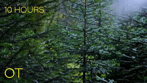 Rain in the Evergreens 2| Light Rain & Atmospheric Forest Sounds for Relaxation | Studying| Sleeping