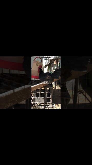 Rooster was beaten up by other roosters