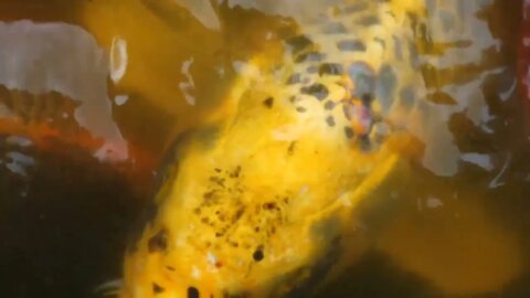 Colorful Japanese Koi Fish Swimming And Eating In Pond