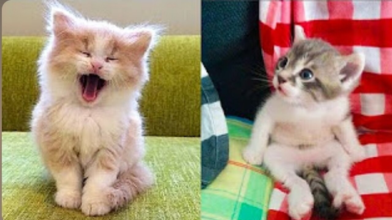 Baby Cats - Cute and Funny Cat Videos Compilation #