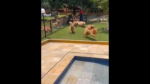 #funny animal videos