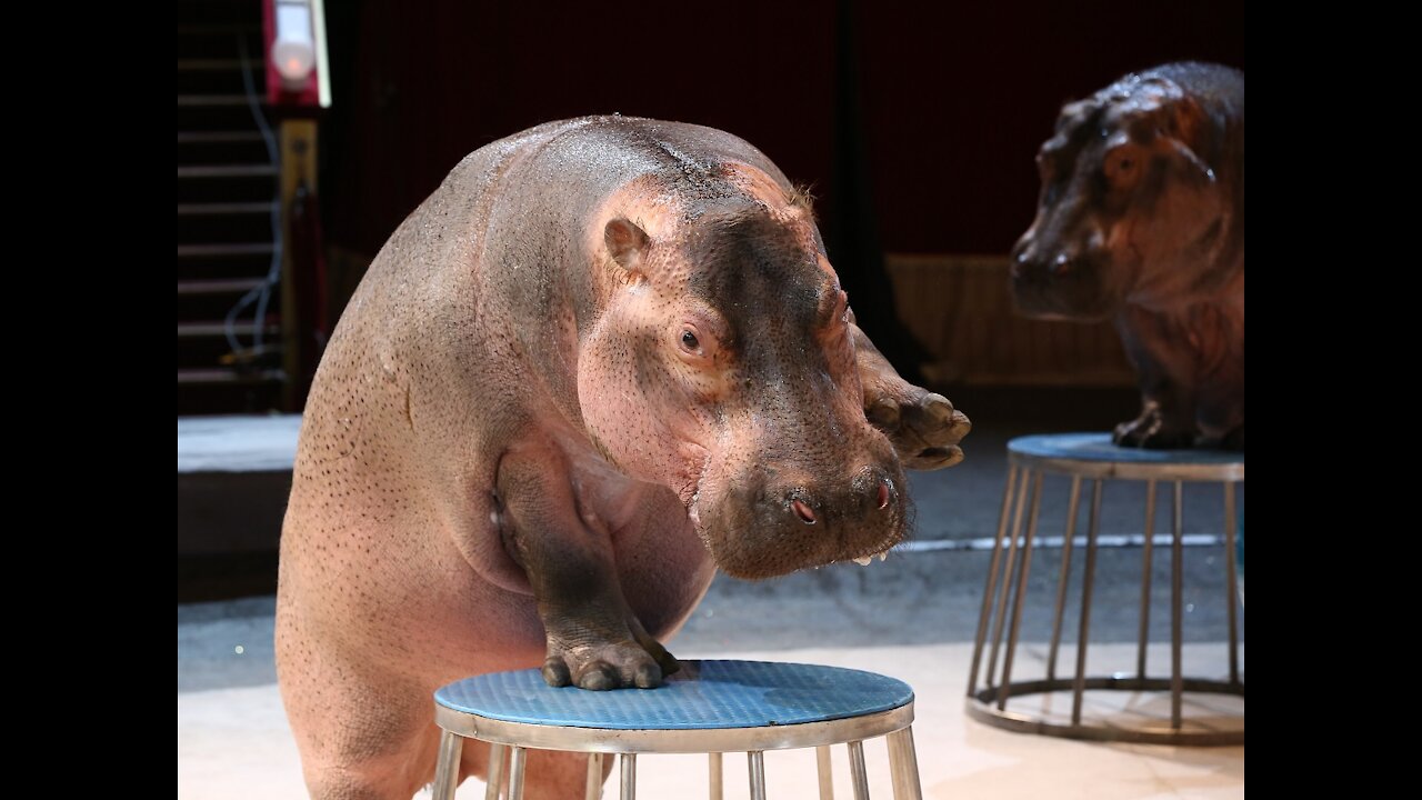 Moscow, circus, hippos