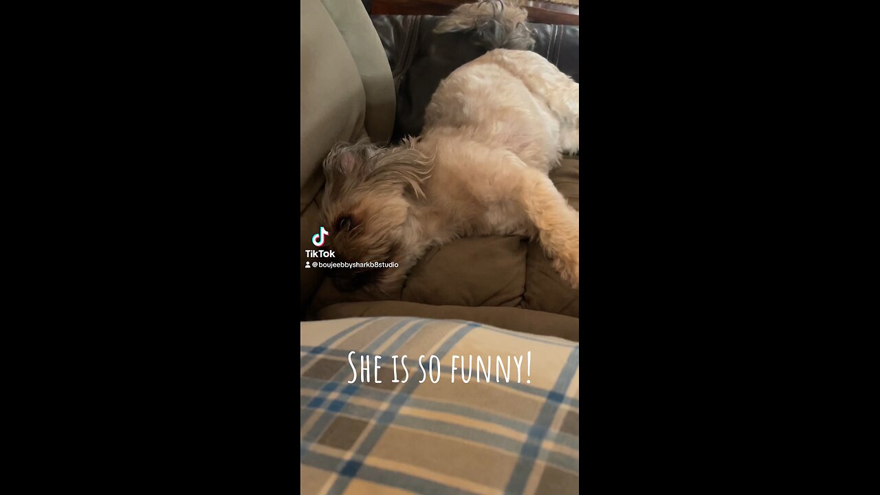 CC the silly Shorkie will make you laugh