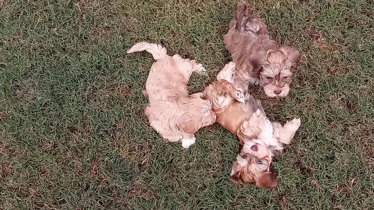 j litter- outside playtime(1)