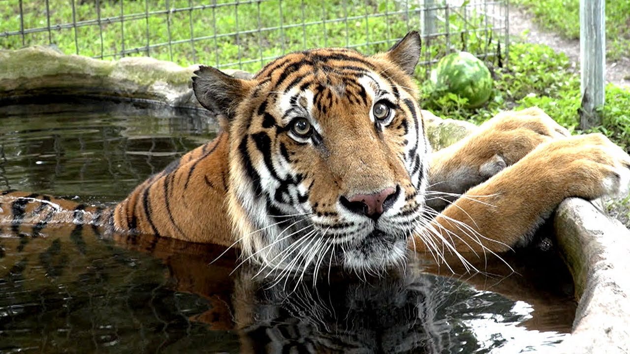 The Wild Animal Sanctuary - Ukrainian Lions And Tigers Rescue