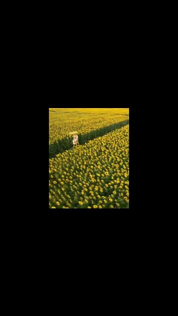 Amazing sunflowers field