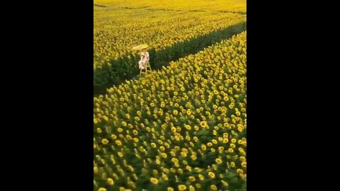 Amazing sunflowers field