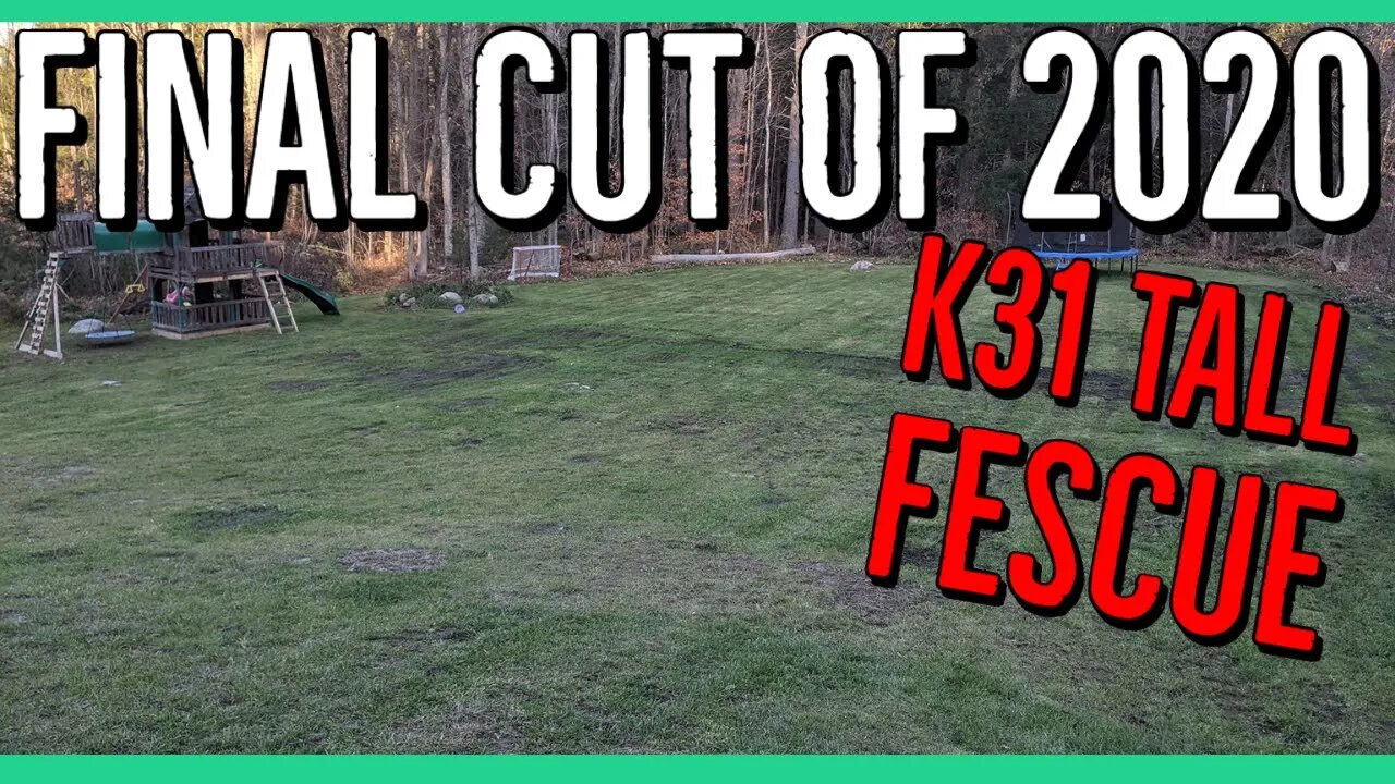 K31 Tall Fescue Final Cut of 2020 ||1 Year Results||