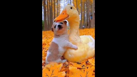 Friendship love between duck and cute puppy 🥰🥰