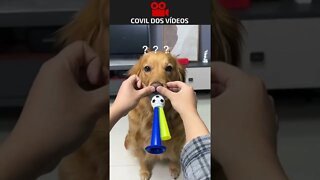 cachorro tocando corneta