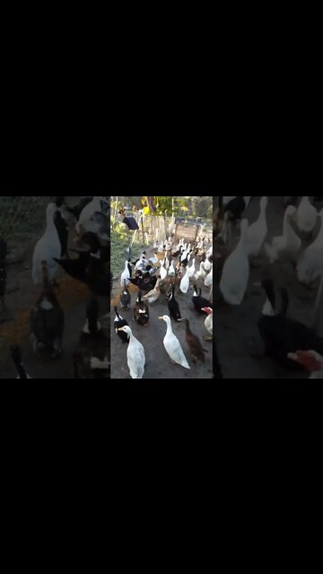 Good Morning Ducks 6 September 2022