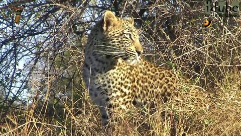 Leopard And Cub - Life Outside The Bushcamp - 37: Cub Gets A Fright From Elephants