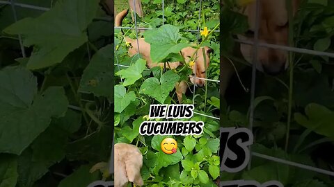 Playin in da cucumber patch! #lifewithdogs #welovecucumbers