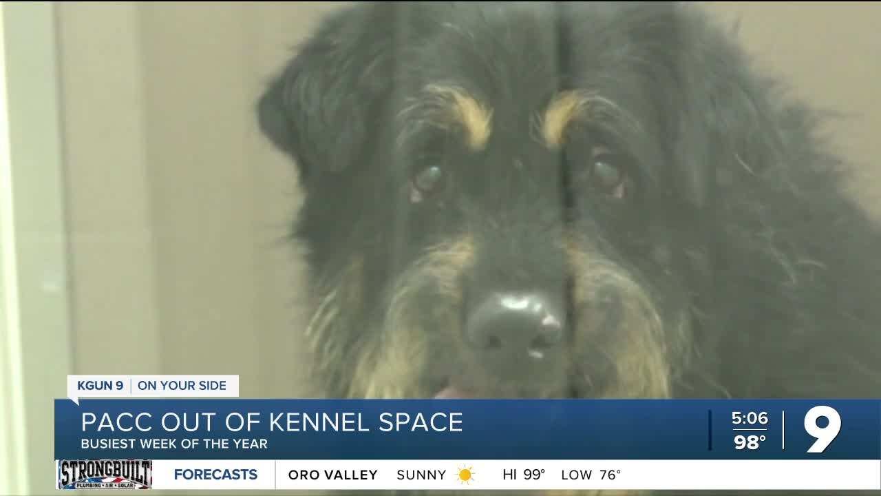 Pima Animal Care Center out of kennel space