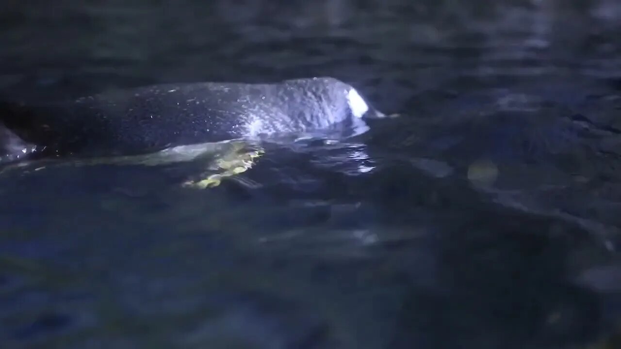 penguins swimming at a large aquarium tank