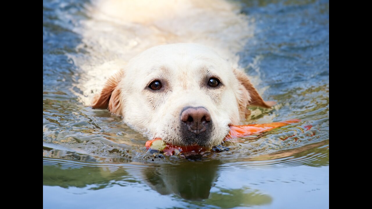 See how dogs swim in water! 🐕