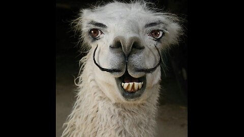 Funny llama