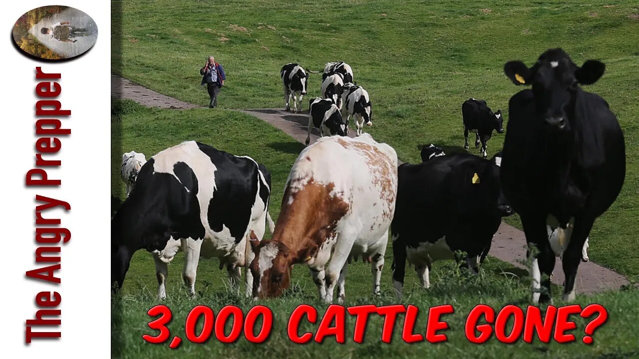 3,000 Cattle Gone?