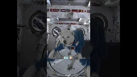 How Different Animals React to Zero Gravity