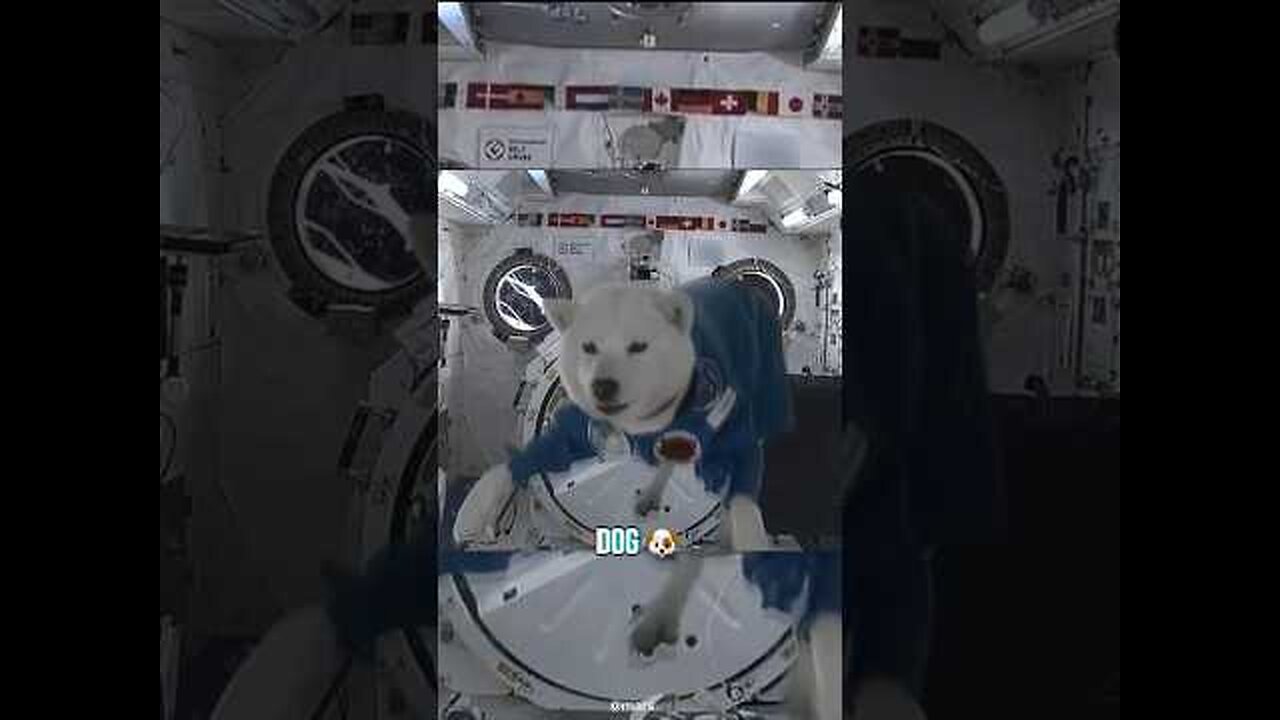 How Different Animals React to Zero Gravity