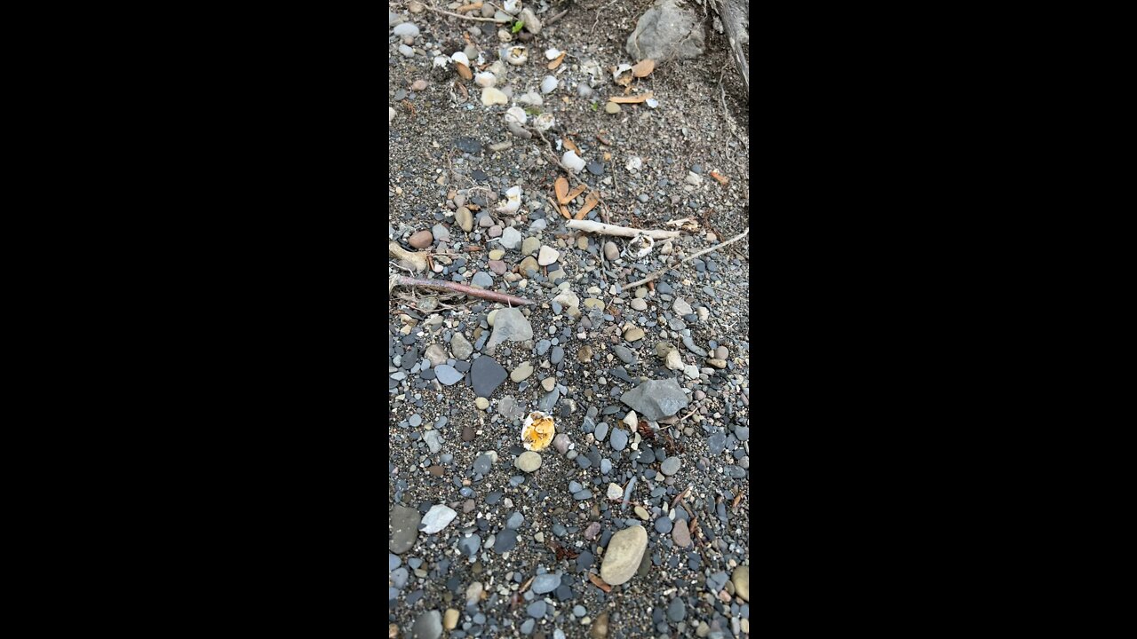 Broken Snapping Turtle Eggs