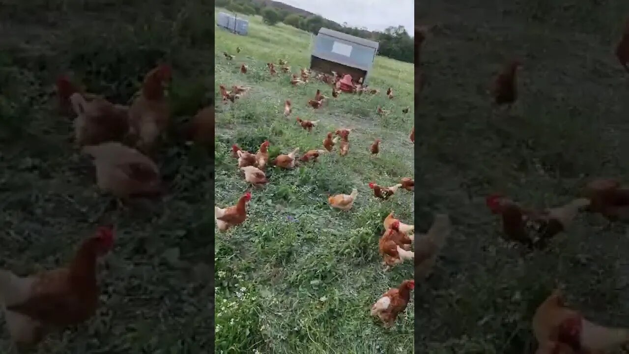 Moving The Chicken Caravans